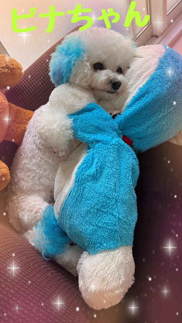 本日のぴなちゃん